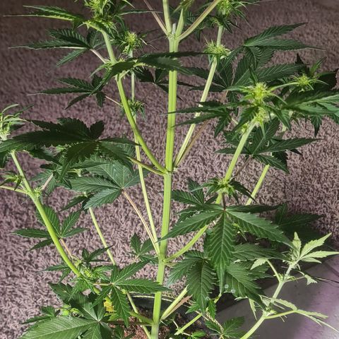 Highdrun growlog photo: 50cm