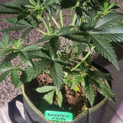 Haschtrid growlog timeline photo