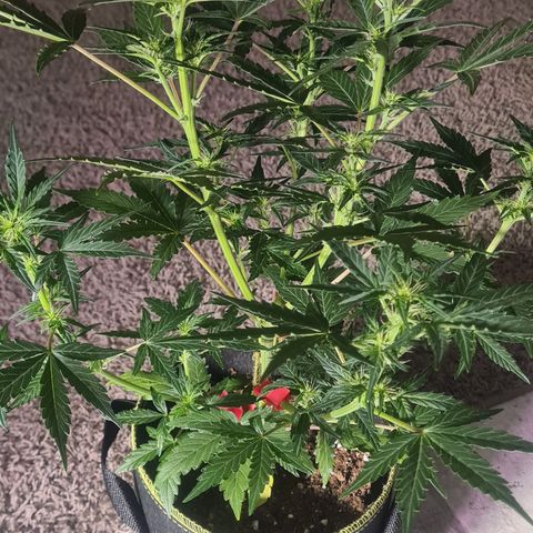C'est la Weed growlog timeline photo