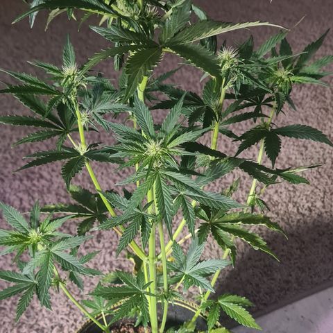 Bartzbara growlog timeline photo
