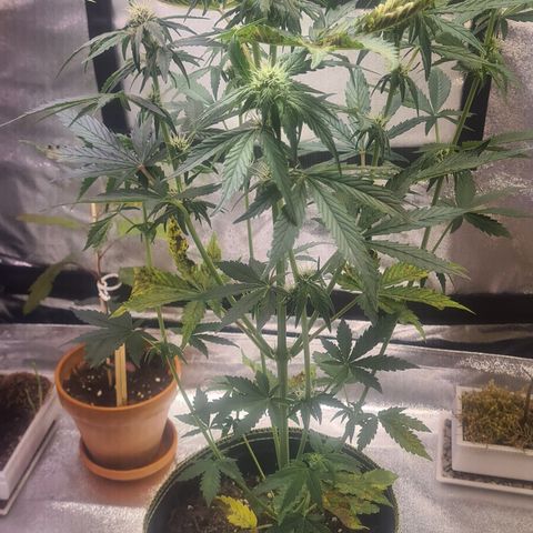 Bartzbara growlog timeline photo