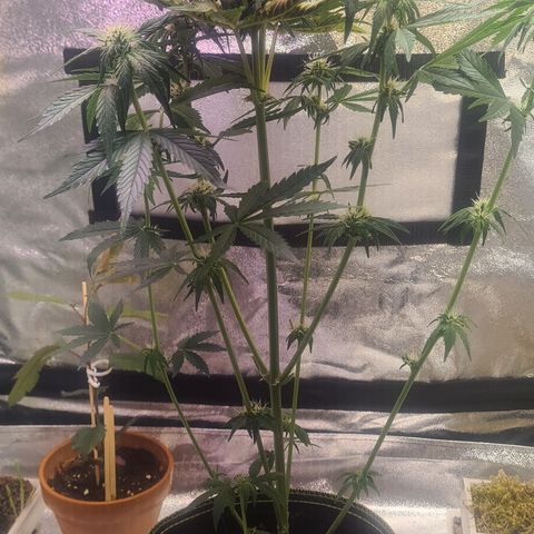 Bartzbara growlog photo: Nach der Entlaubung