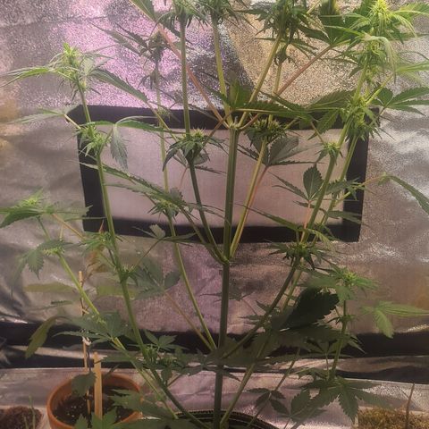 Highdrun growlog timeline photo