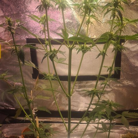 Highdrun growlog photo: Nach der entlaubung 