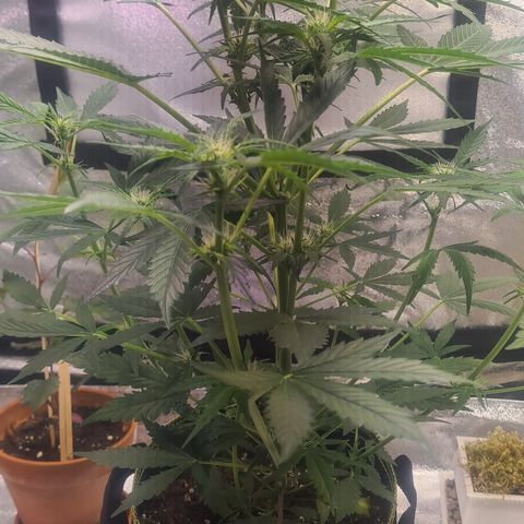 C'est la Weed growlog photo: Vor der entlaubung 29.12.24