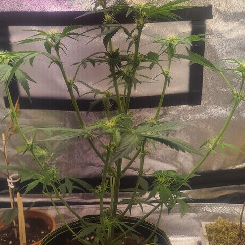 C'est la Weed growlog photo: Nach der Entlaubung 