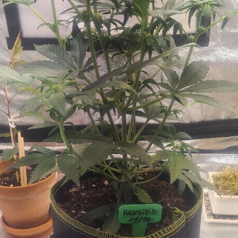 Haschtrid growlog photo: Vor der Entlaubung 29.12.24