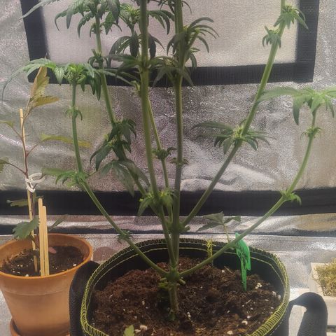Haschtrid growlog photo: Nach der Entlaubung 29.12.24