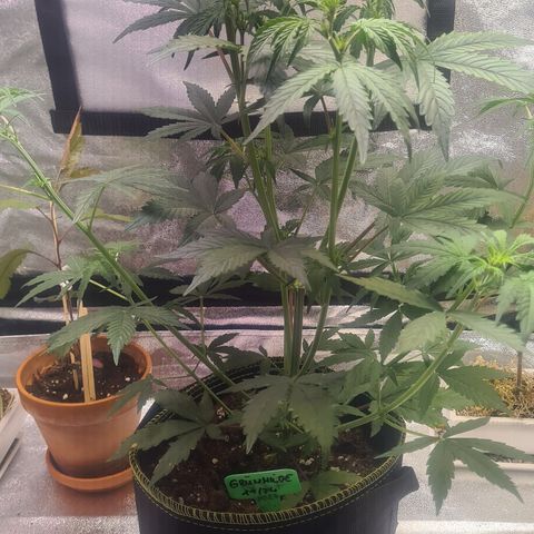 Grünhilde growlog photo: Vor der Entlaubung 
