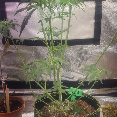Grünhilde growlog photo: Nach der Entlaubung 29.12.24