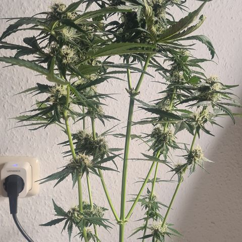 Bartzbara growlog timeline photo