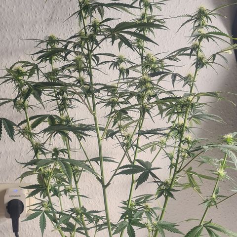C'est la Weed growlog timeline photo