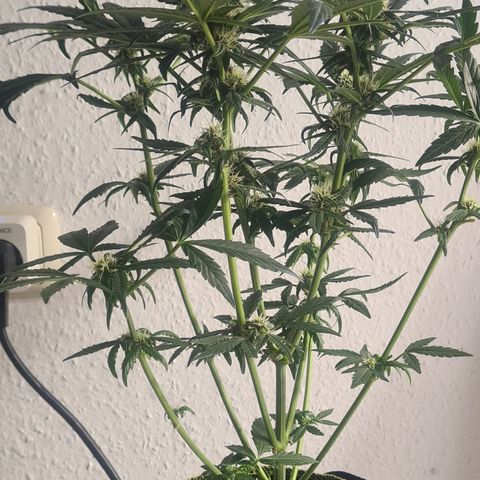Haschtrid growlog timeline photo