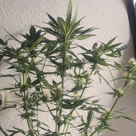Grünhilde growlog timeline photo