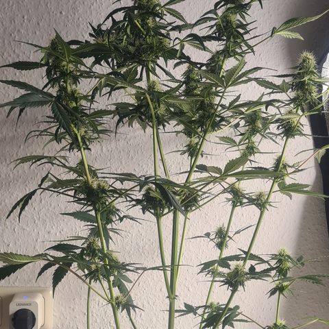 Highdrun growlog timeline photo