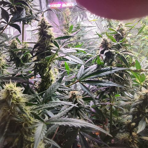 Bartzbara growlog timeline photo