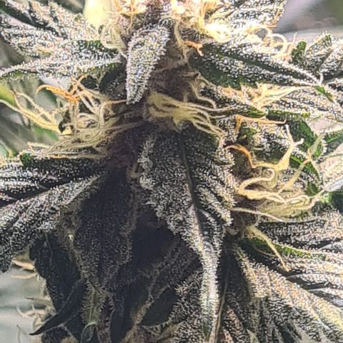 Grünhilde growlog timeline photo