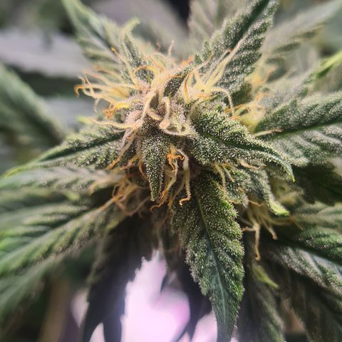 Haschtrid growlog timeline photo