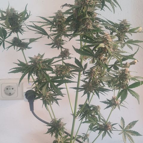Bartzbara growlog timeline photo