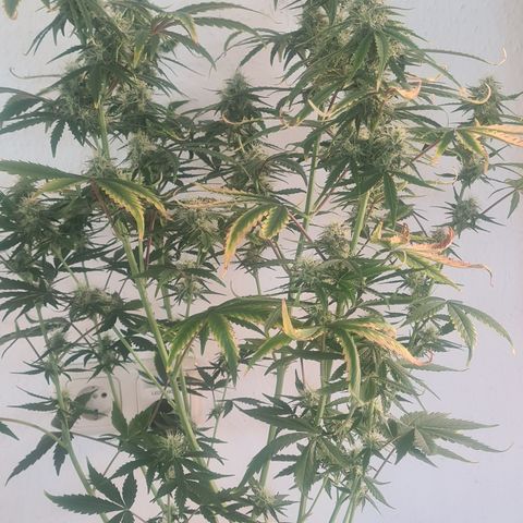 C'est la Weed growlog photo: 73 cm /10 Blütenstände 