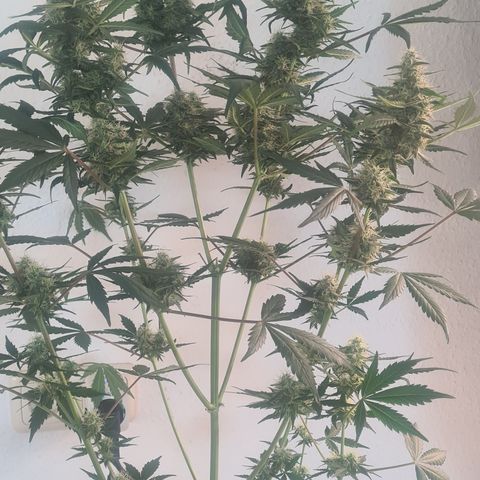Highdrun growlog photo: 76 cm /8 Blütenstände 