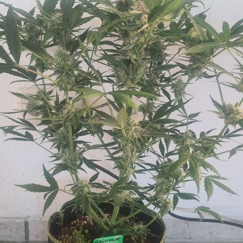 Grünhilde growlog photo: 46 cm /8 Blütenstände 