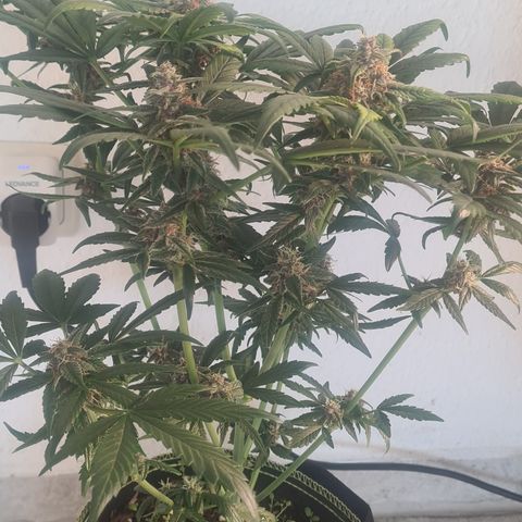 Haschtrid growlog photo: 40 cm / Blütenstände 