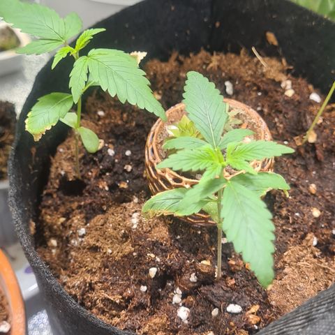 Haschtrid growlog timeline photo