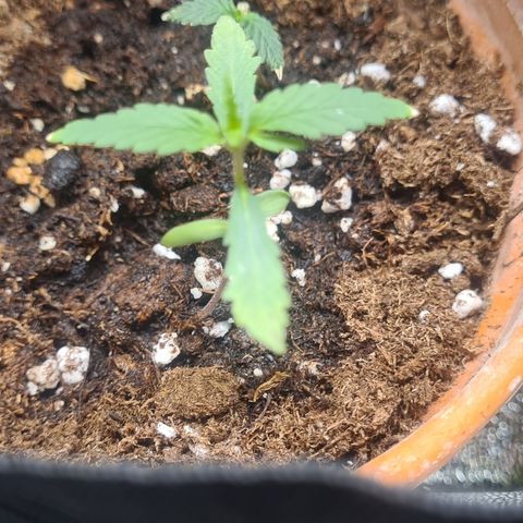 Haschtrid growlog timeline photo