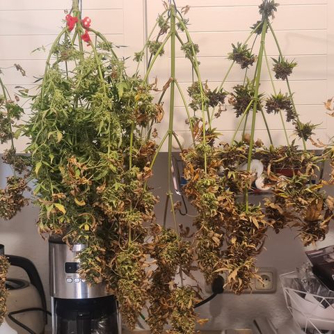 Bartzbara growlog timeline photo