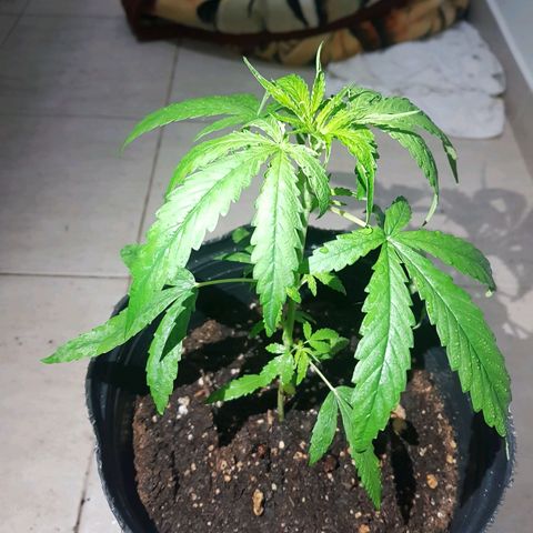 BEBE 4 growlog timeline photo