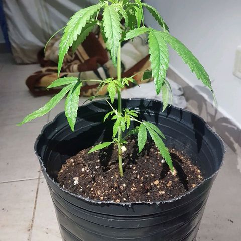 BEBE 4 growlog timeline photo