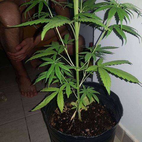 BEBE 4 growlog timeline photo