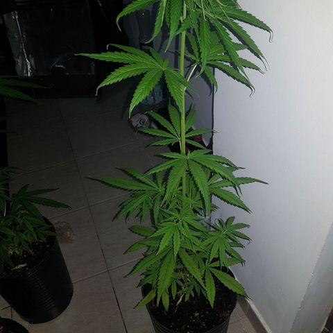 BEBE 4 growlog timeline photo