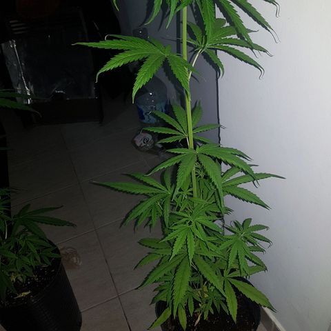 BEBE 4 growlog timeline photo