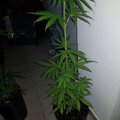 BEBE 4 growlog timeline photo