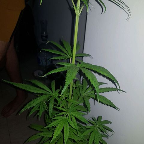 BEBE 4 growlog timeline photo