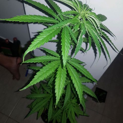 BEBE 4 growlog timeline photo