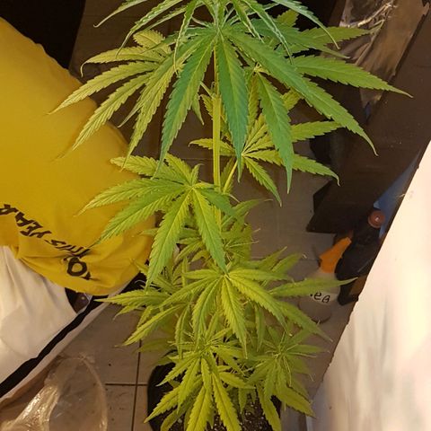 BEBE 4 growlog timeline photo