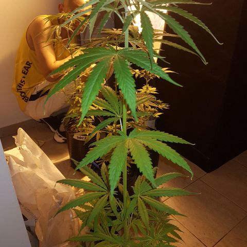 BEBE 4 growlog timeline photo