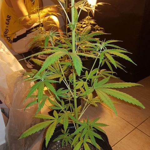 BEBE 4 growlog timeline photo