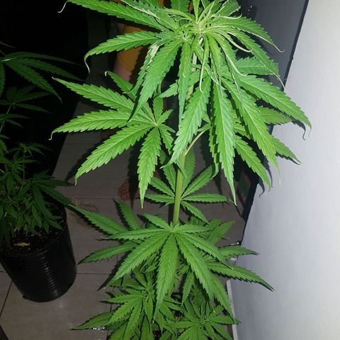 BEBE 4 growlog timeline photo