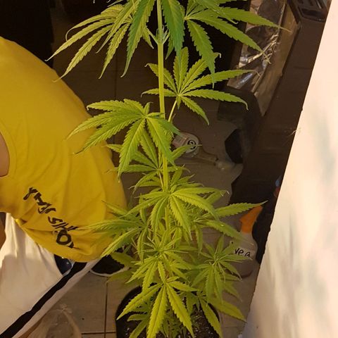 BEBE 4 growlog timeline photo