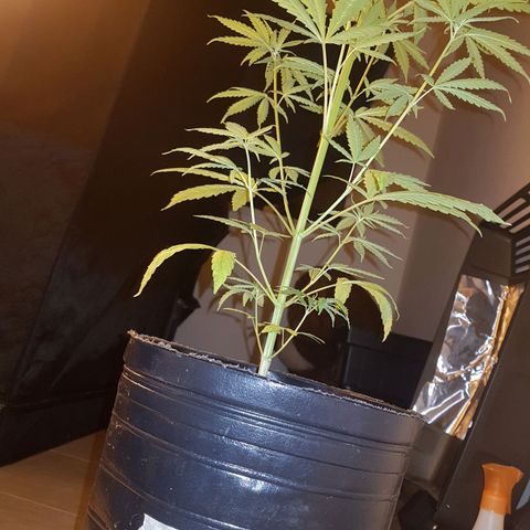 BEBE 4 growlog timeline photo