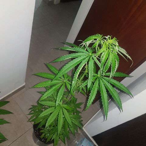 BEBE 4 growlog timeline photo