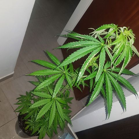BEBE 4 growlog timeline photo