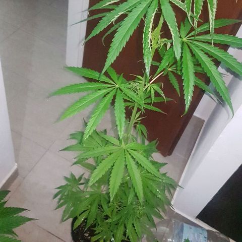 BEBE 4 growlog timeline photo