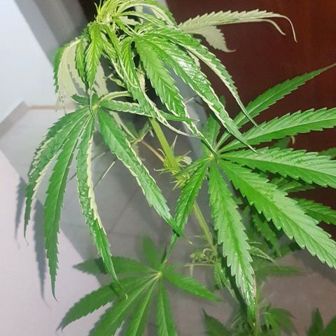 BEBE 4 growlog timeline photo