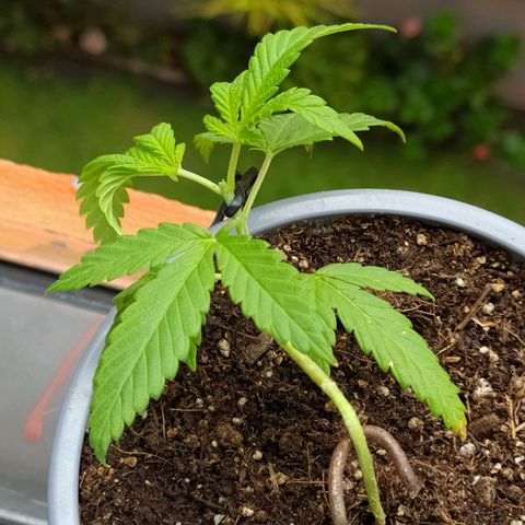 AC Skunk growlog photo: LST y Topping ya aplicados