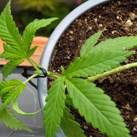 AC Skunk growlog photo: LST y Topping ya aplicados